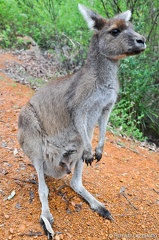 20090819-111459-western-australia