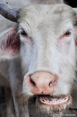 20091107-072420-thailande-tour-2009