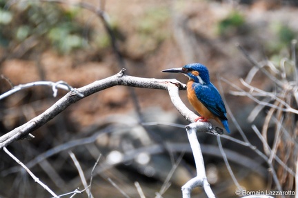 20120121-131241-sri-lanka-sud-parcs