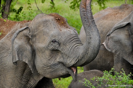 20120123-162054-sri-lanka-sud-parcs