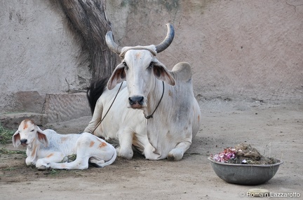 20120920-072509-delhi-agra-rajasthan