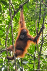 20121124-100958-week-end-parc-national-gunung-leuser