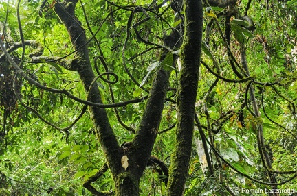 20121124-113812-week-end-parc-national-gunung-leuser