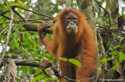 20121124-120035-week-end-parc-national-gunung-leuser