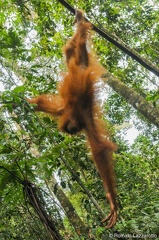 20121124-120250-week-end-parc-national-gunung-leuser