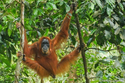 20121124-120448-week-end-parc-national-gunung-leuser