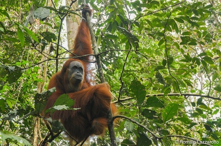 20121124-120933-week-end-parc-national-gunung-leuser